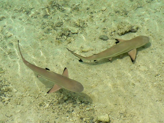 Two blacktip reef sharks in the Tetiaroa lagoon
