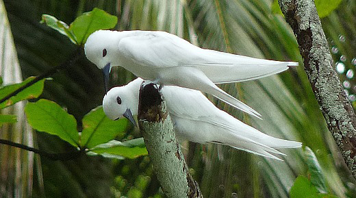 white tern couple