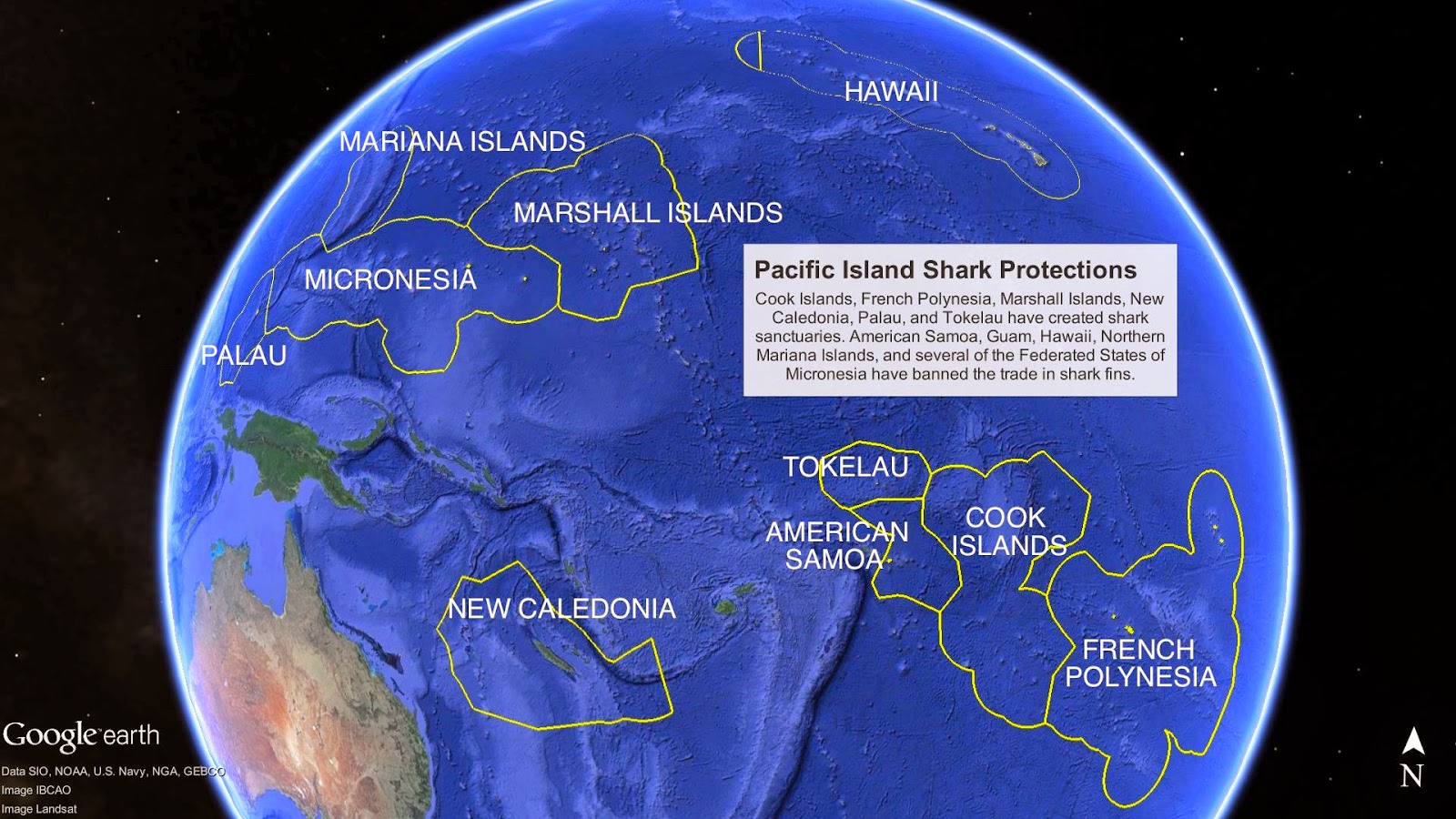 sharks are protected