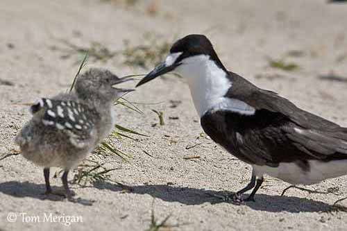 sooty tern with chick