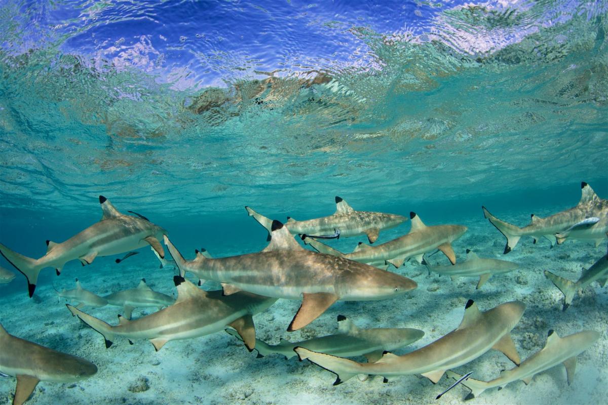 blacktip sharks in French Polynesia