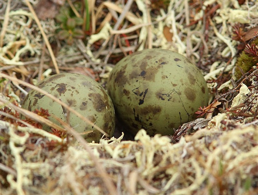bristle-thighed curlew eggs