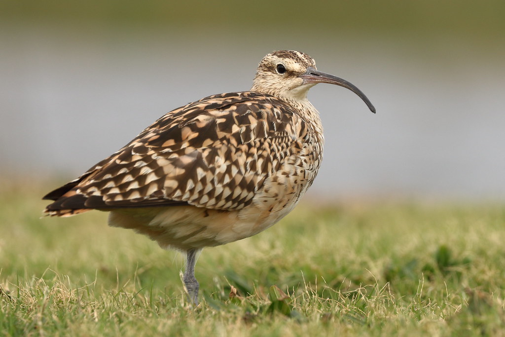 fattened-up curlew