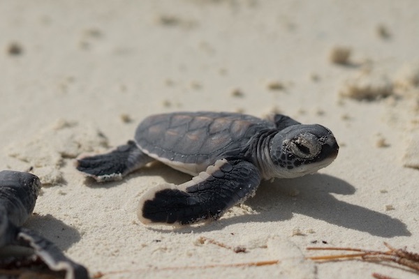 Baby turtles on their way to the lagoon are easy prey for invasive rats