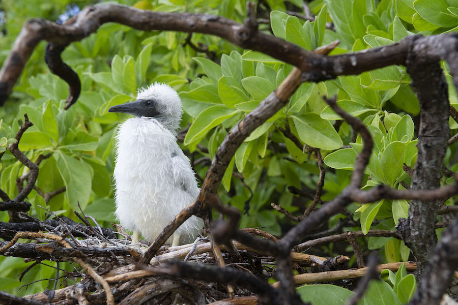 juvenile booby in a Pisonia tree