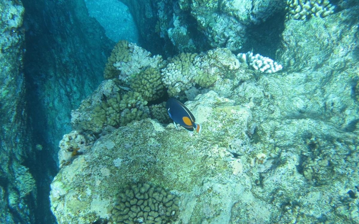 underwater tetiaroa
