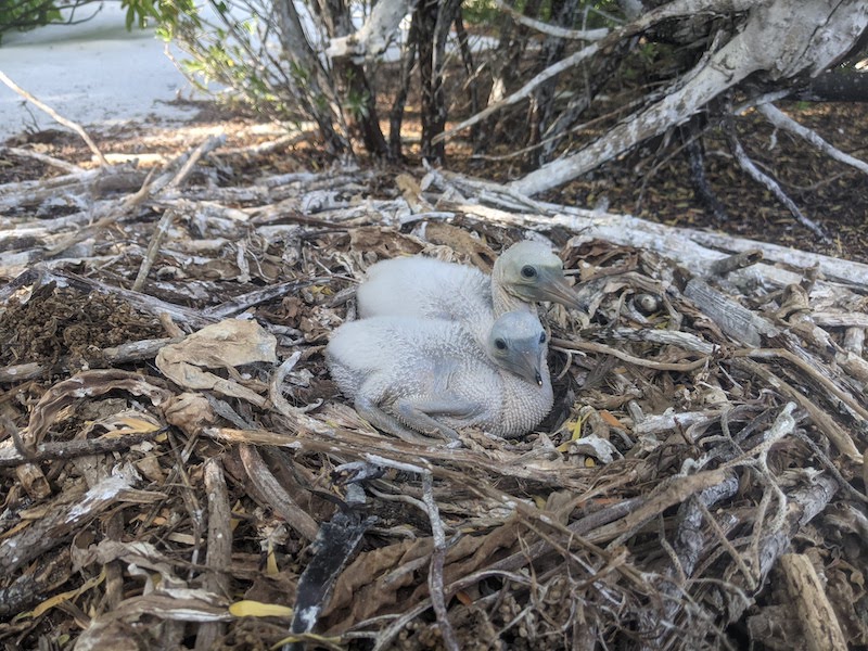 two brown booby chicks