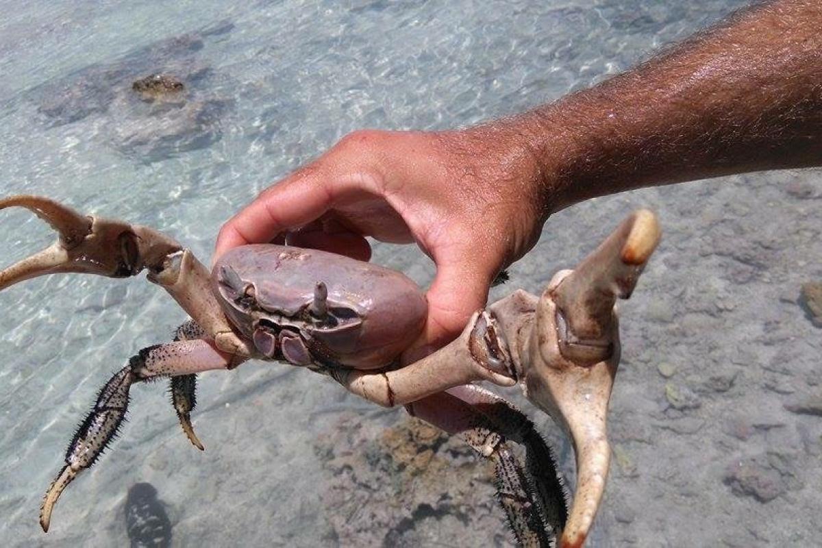 One claw may be significantly bigger than the other, a trait of the males