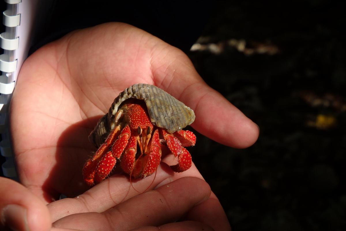 It is called the strawberry hermit crab because of its color.