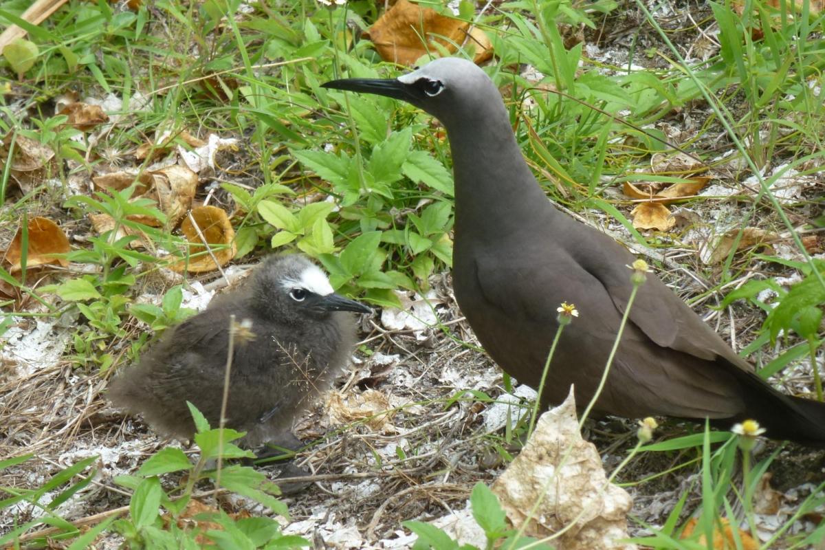 Brown Noddy adult with his baby
