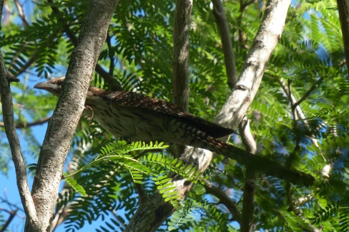 Pacific long-tailed cuckoo