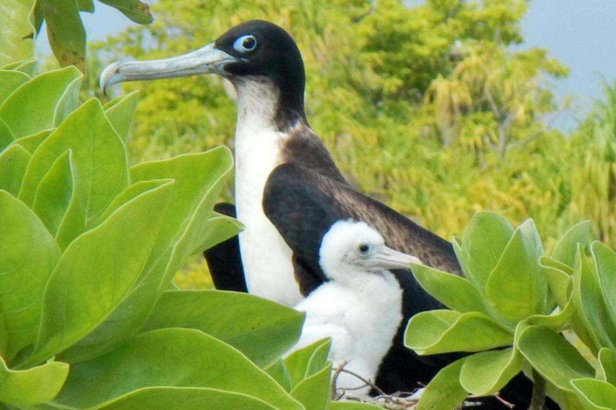 Great frigatebird and his baby