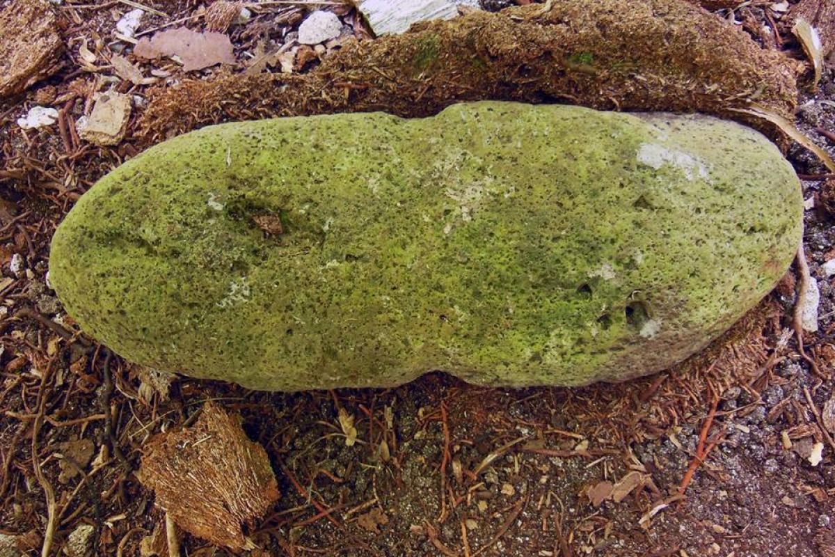 Une ancre de basalte trouvée sur Rimatu'u