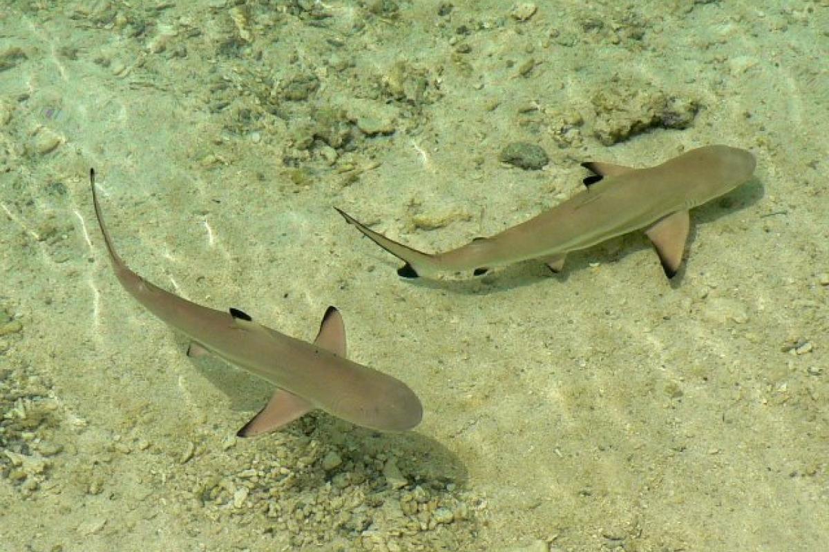 Shy and capricious, the Black-tip Shark is difficult to approach and rarely represents a danger to humans.