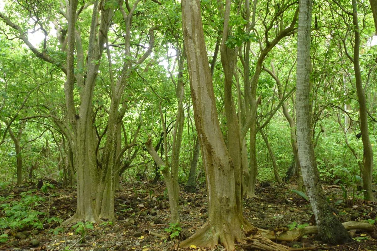 Forêt d'arbres à choux sur le Motu Reiono
