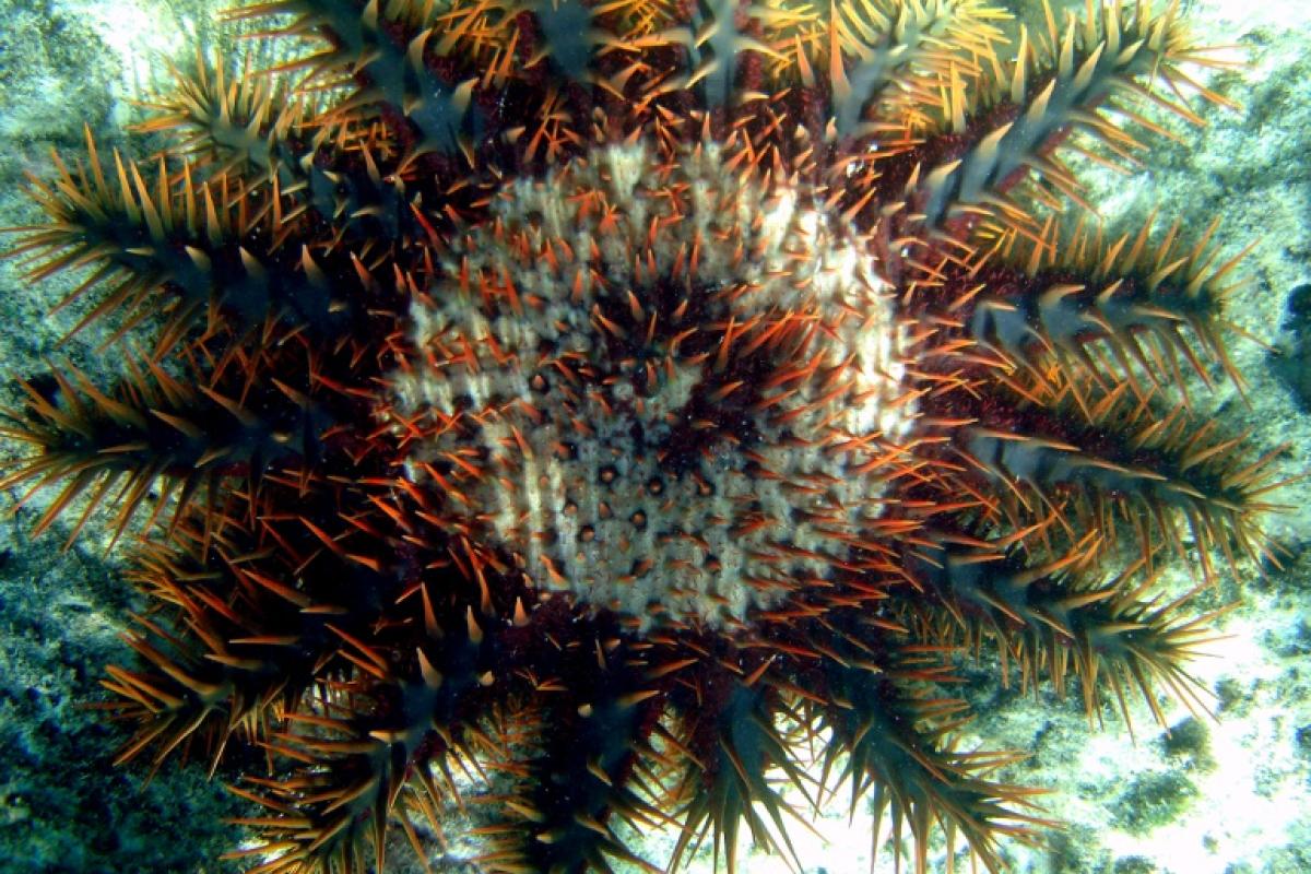Despite their stiff appearance, crown-of-thorns starfish are surprisingly agile.