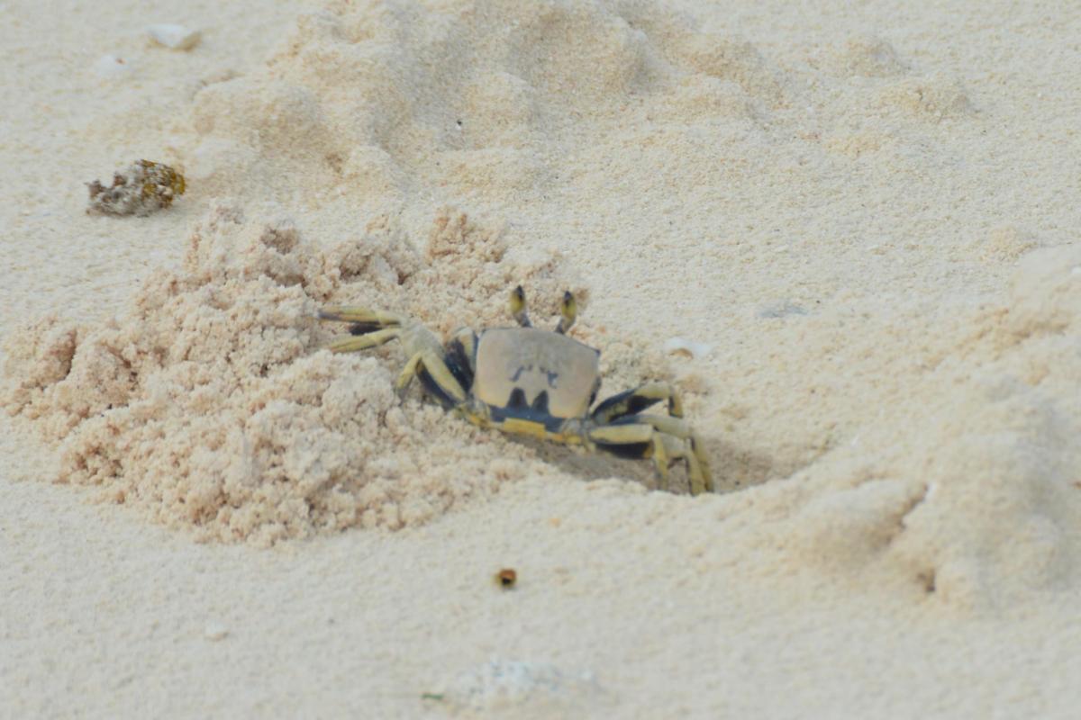 Le crabe fantôme à cornes est celui qui creuse tous les trous que l'on peut trouver sur les plages d'Onetahi.