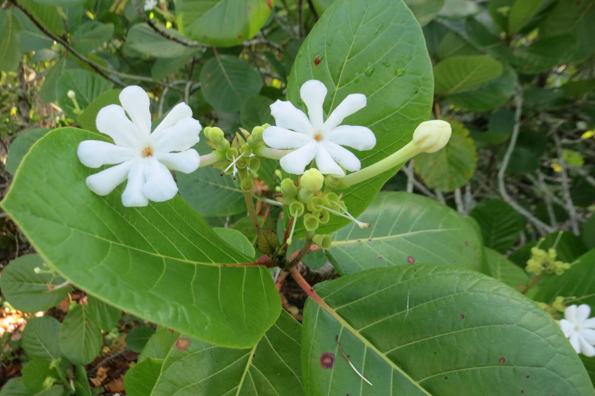 These little white flowers of Tafano are used to make traditional hei.