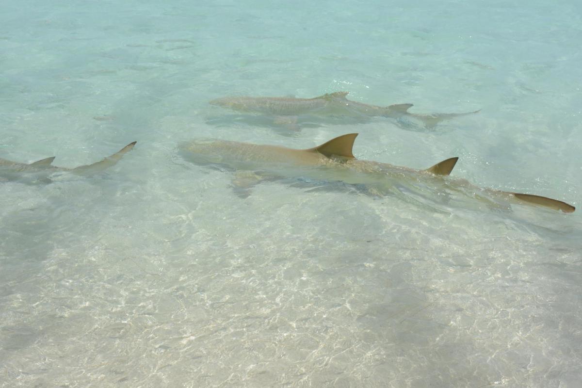 The females give birth to 1 to 14 small sharks already formed, autonomous, from 45 to 60 centimeters each.