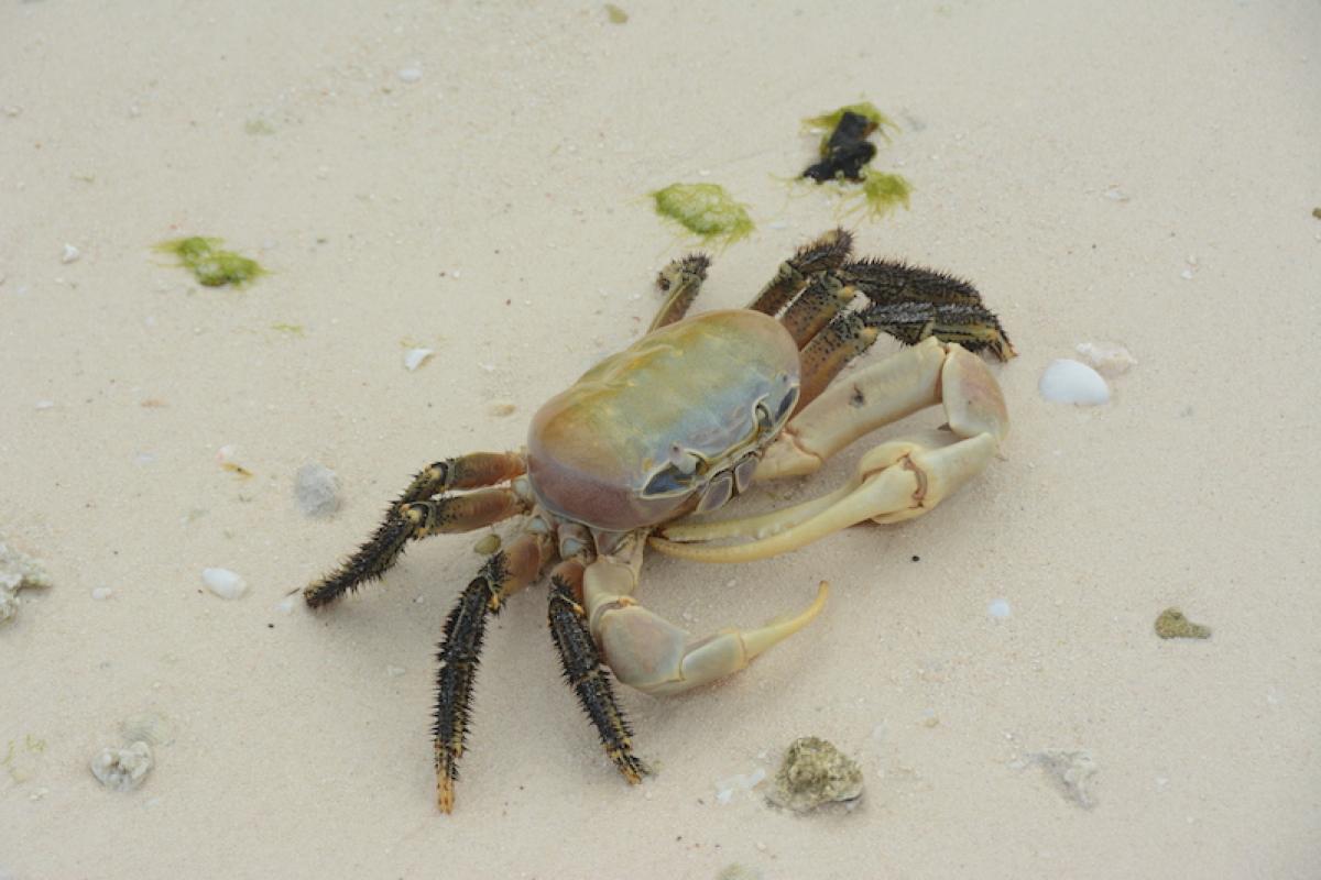 Ce crabe vit dans la zone supralittorale, juste hors de portée de la marée haute, au fond des plages et autour des poches d'eau.