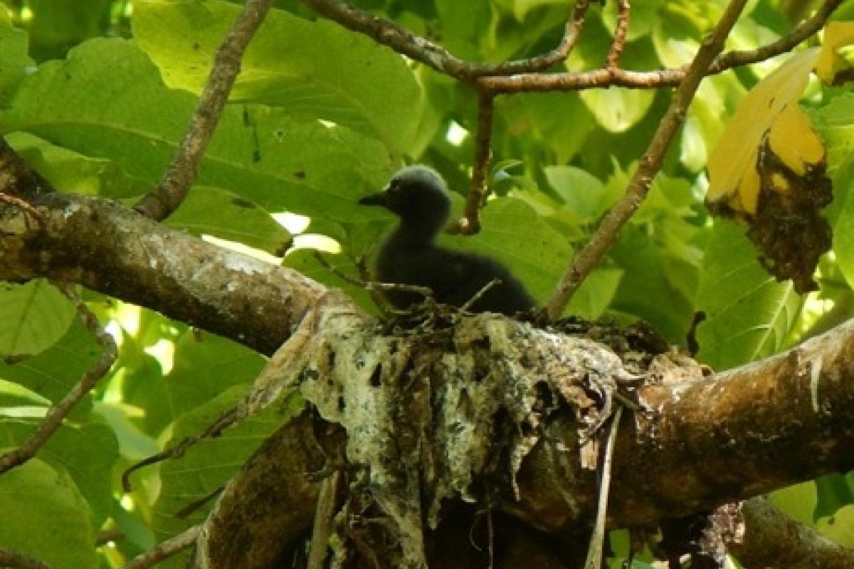 Bébé Noddi noir dans son nid