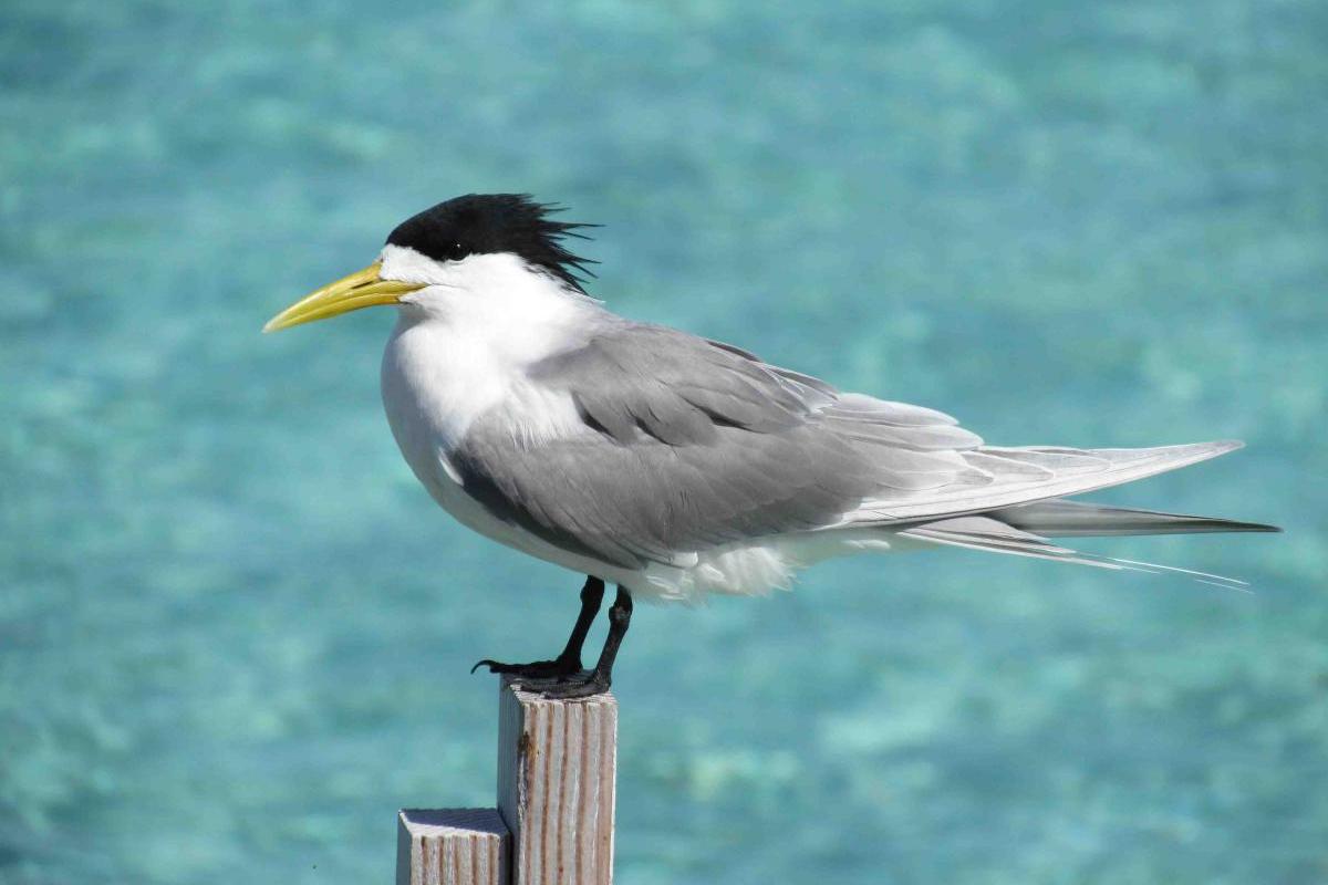 Great crested tern