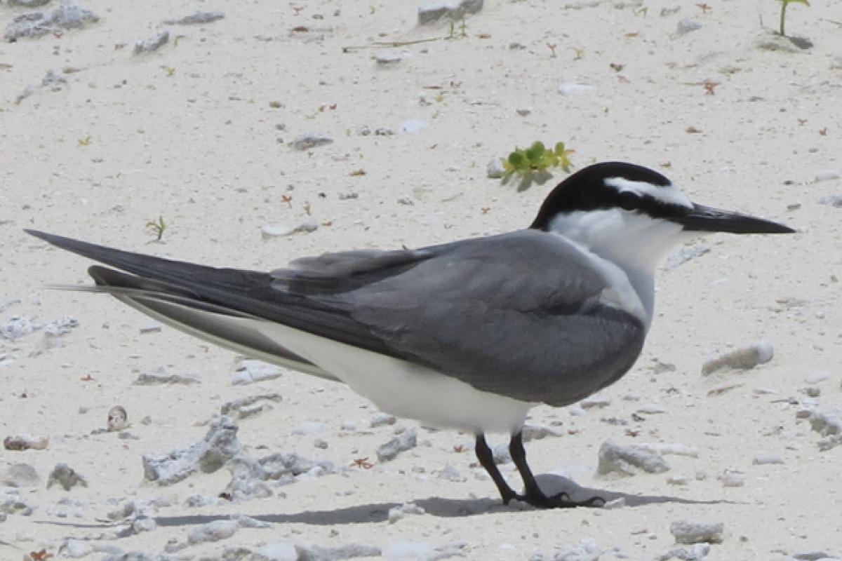 Grey-Backed Tern