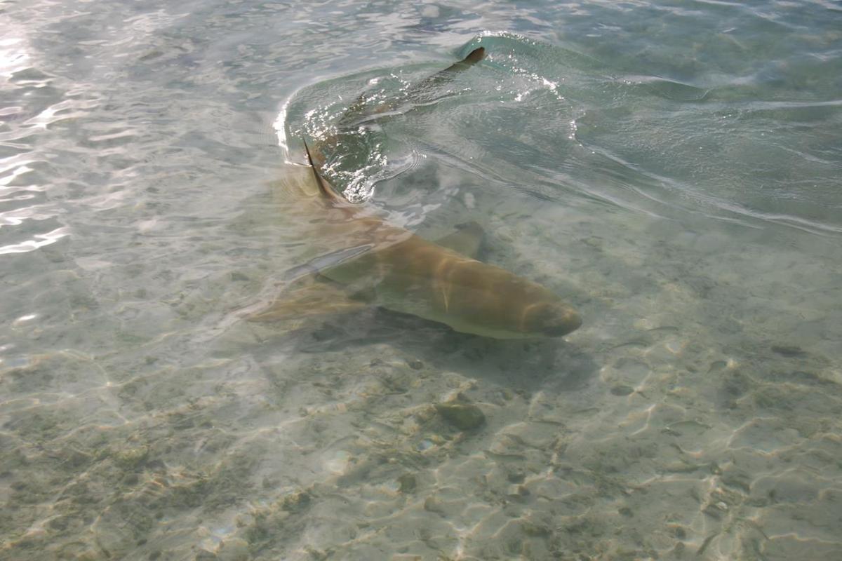 Le requin citron est la 2e espèce de requin présente dans le lagon de Tetiaroa.