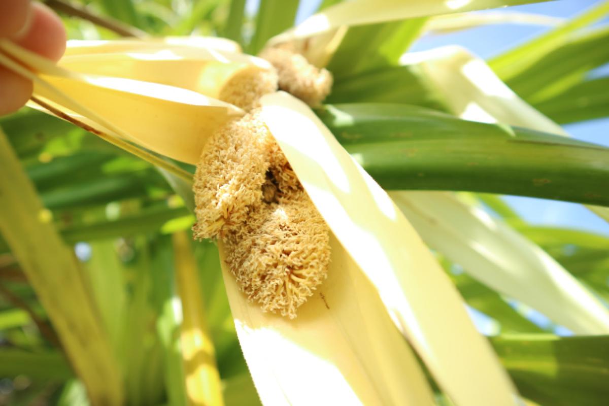 Les fleurs odorantes, appelées Hinano en tahitien, sont encore aujourd'hui utilisées pour parfumer le monoï