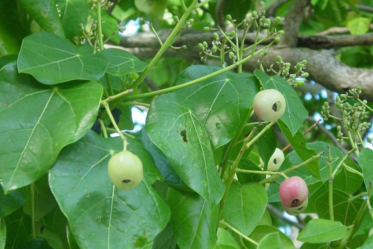 Fruits du Ti'anina