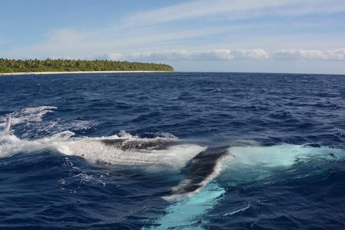 La baleine à bosse est présente dans nos eaux de juin à novembre, près des récifs, dans les passes, baies et lagons de nos îles.