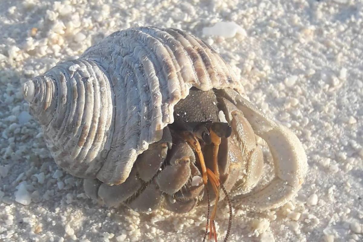This crab can produce a shrill sound by rubbing its wrinkled claw on the inside of its leg.