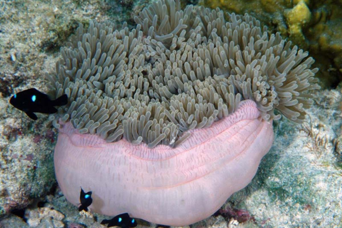 The anemone, like coral, lives in symbiosis with zooxanthellae who photosynthesize to provide it food.