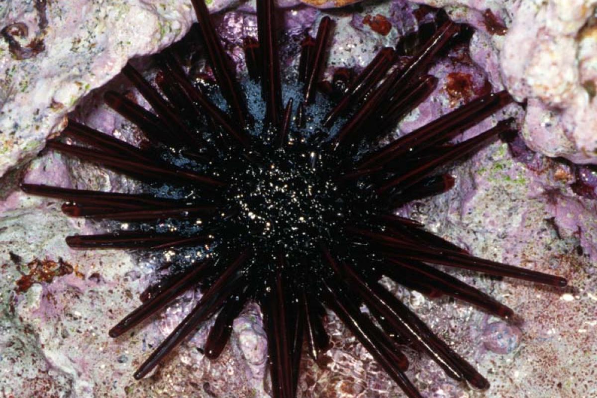 The Slate Pencil Urchin is identifiable by its thick spines, hence its name “pencil”.