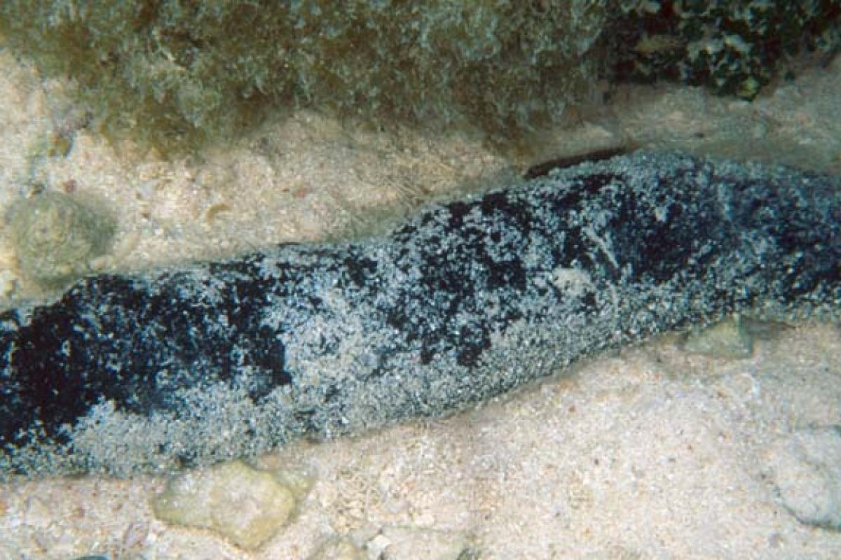 The sea cucumber is present in lagoons on sandy floors.