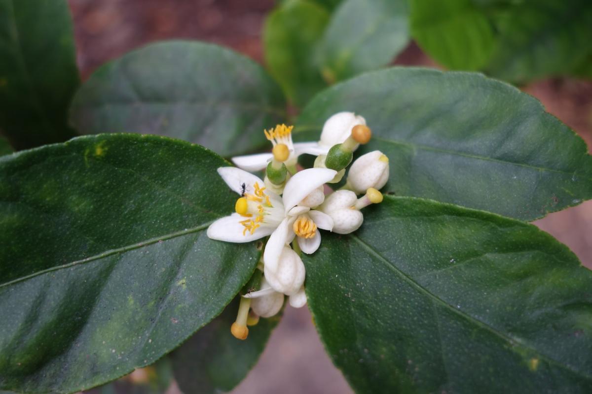 Flowers that will become limes