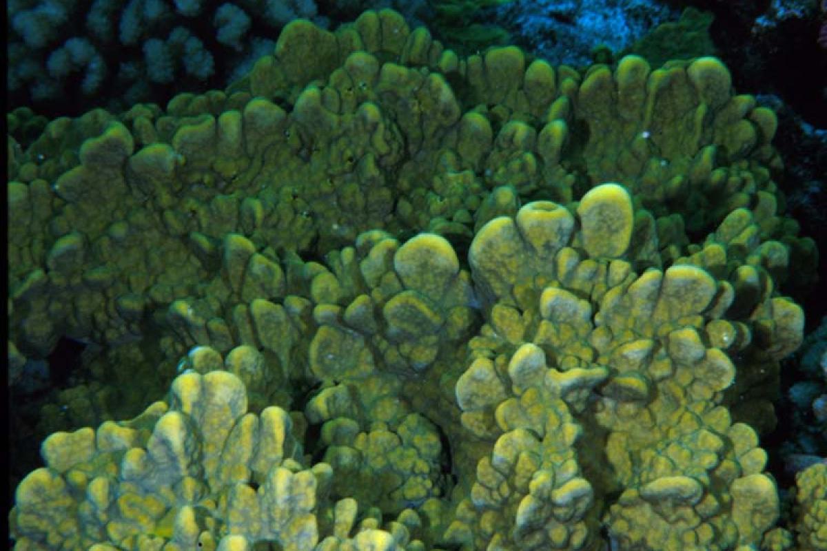 We find fire coral in shallow waters in the Indo-Pacific and the Red Sea.