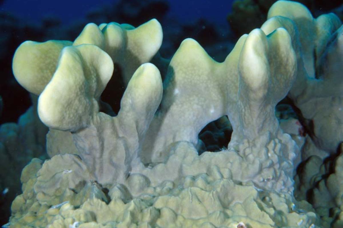 They form colonies in the shape of domes fixed on the substrate and are green, cream, or yellow.