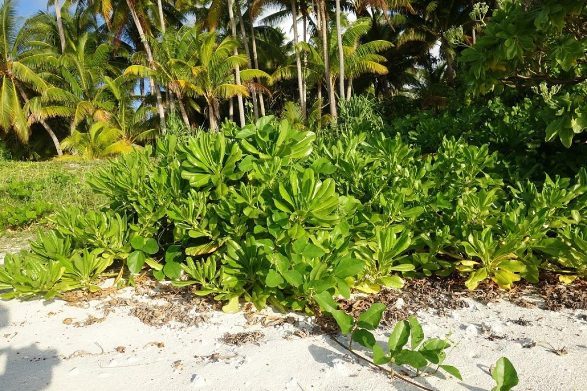 It primarily grows at on the edge of the beach, on limestone based ground.