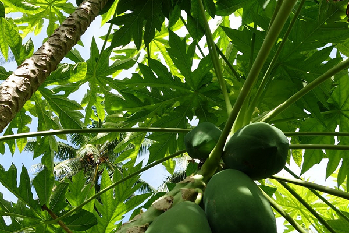 The papaya tree is an evergreen dicotyledonous plant.