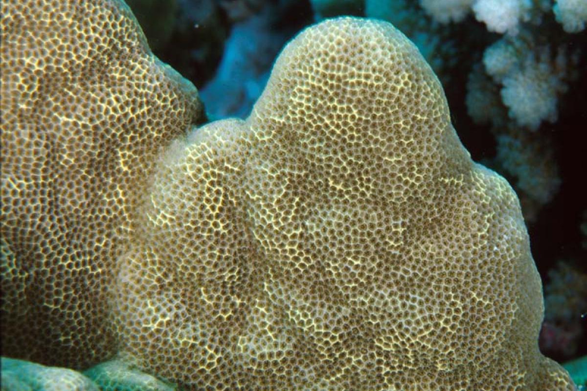 A coral is composed of a colony of many polyps that live in symbiosis with zooxanthellae.