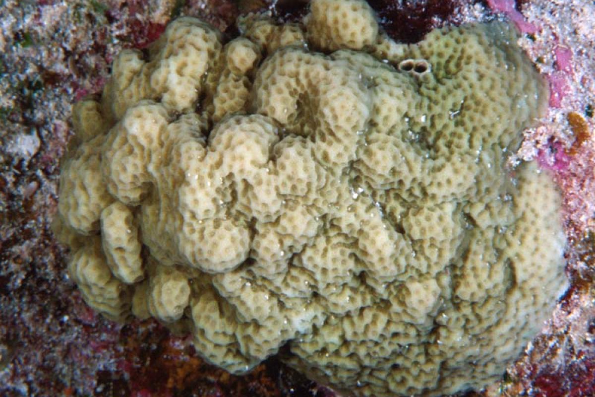 This specie of coral grows slowly, about 0.3 in (8 mm) per year