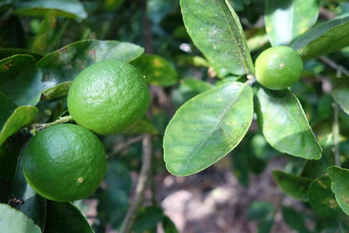 The lime tree is a small tree with needles, dark green leaves, and is dense and persistent.