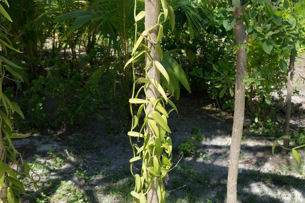 Tahitian vanilla has to be picked when mature unlike other species which are harvested when still green.