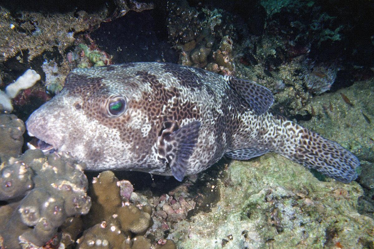 Hue mōrori Hiding in the coral