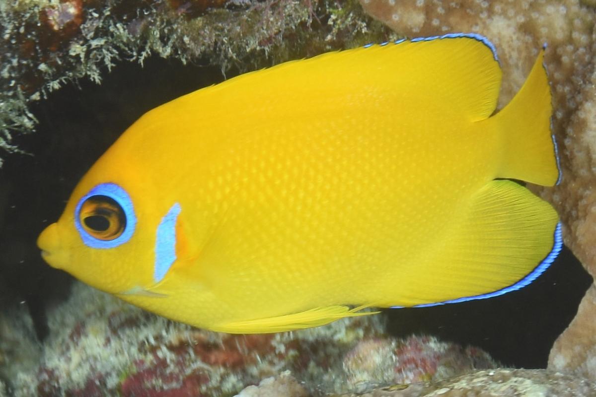 This angelfish has a laterally compressed oval body that is yellow with a blue border around its eye.