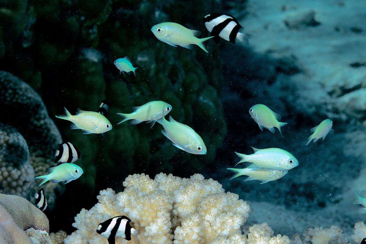 Territorial and gregarious, this fish forms very dense colonies (up to 100 individuals) when alerted.
