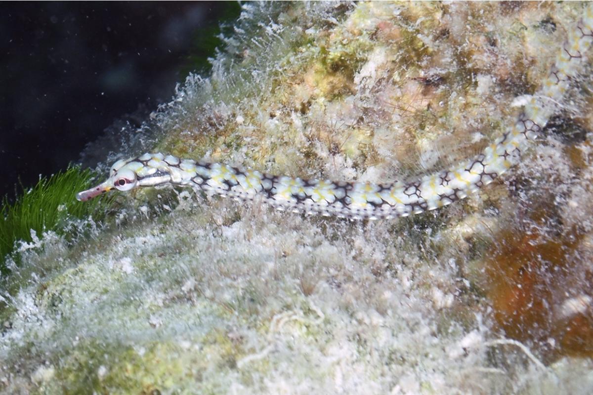 Cousin of the sea horse, pipefish live in shallow lagoons.
