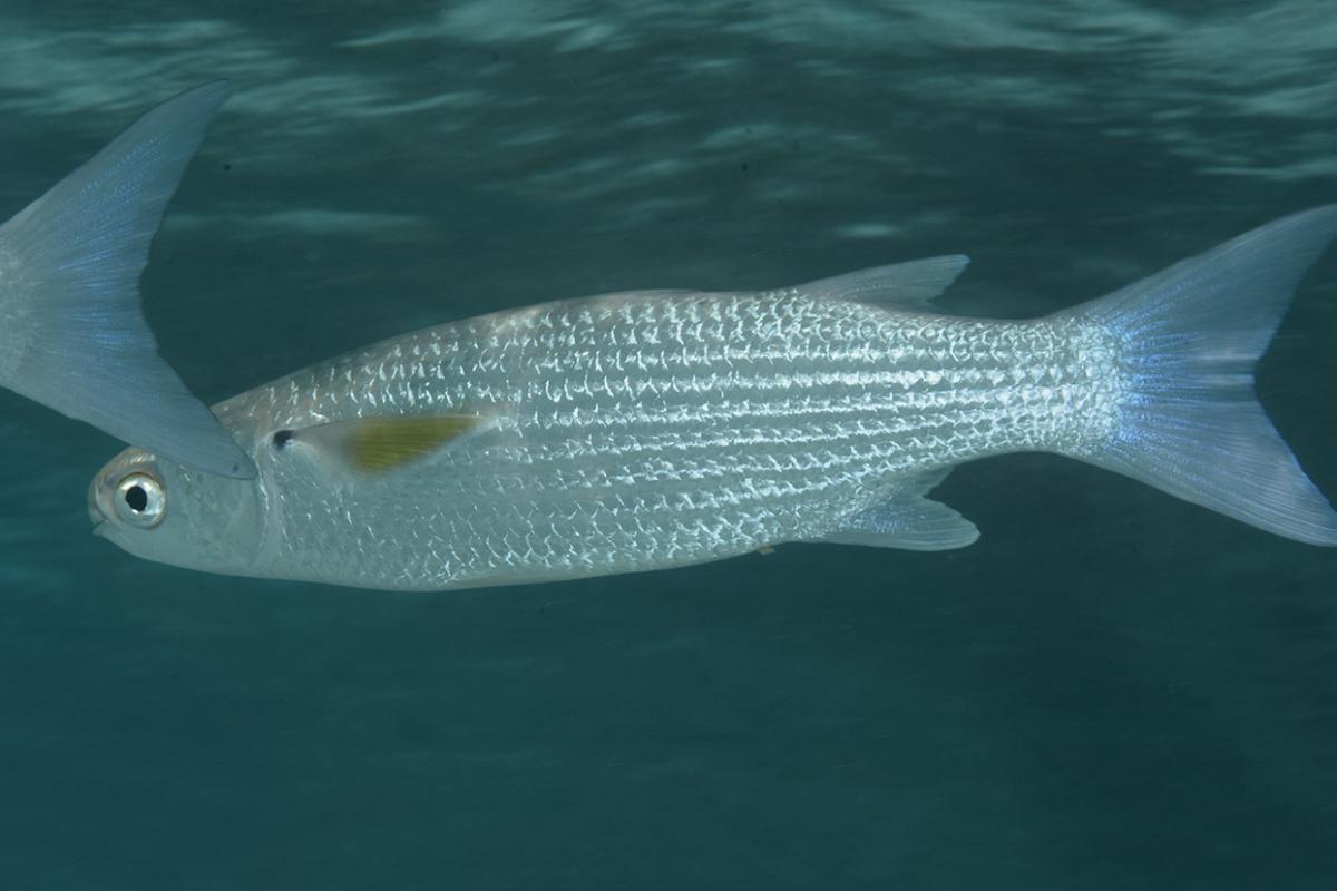 Tehu is recognizable thanks to its silver body and olive green back along with pectoral fins that are yellow with black base and its forked tail.
