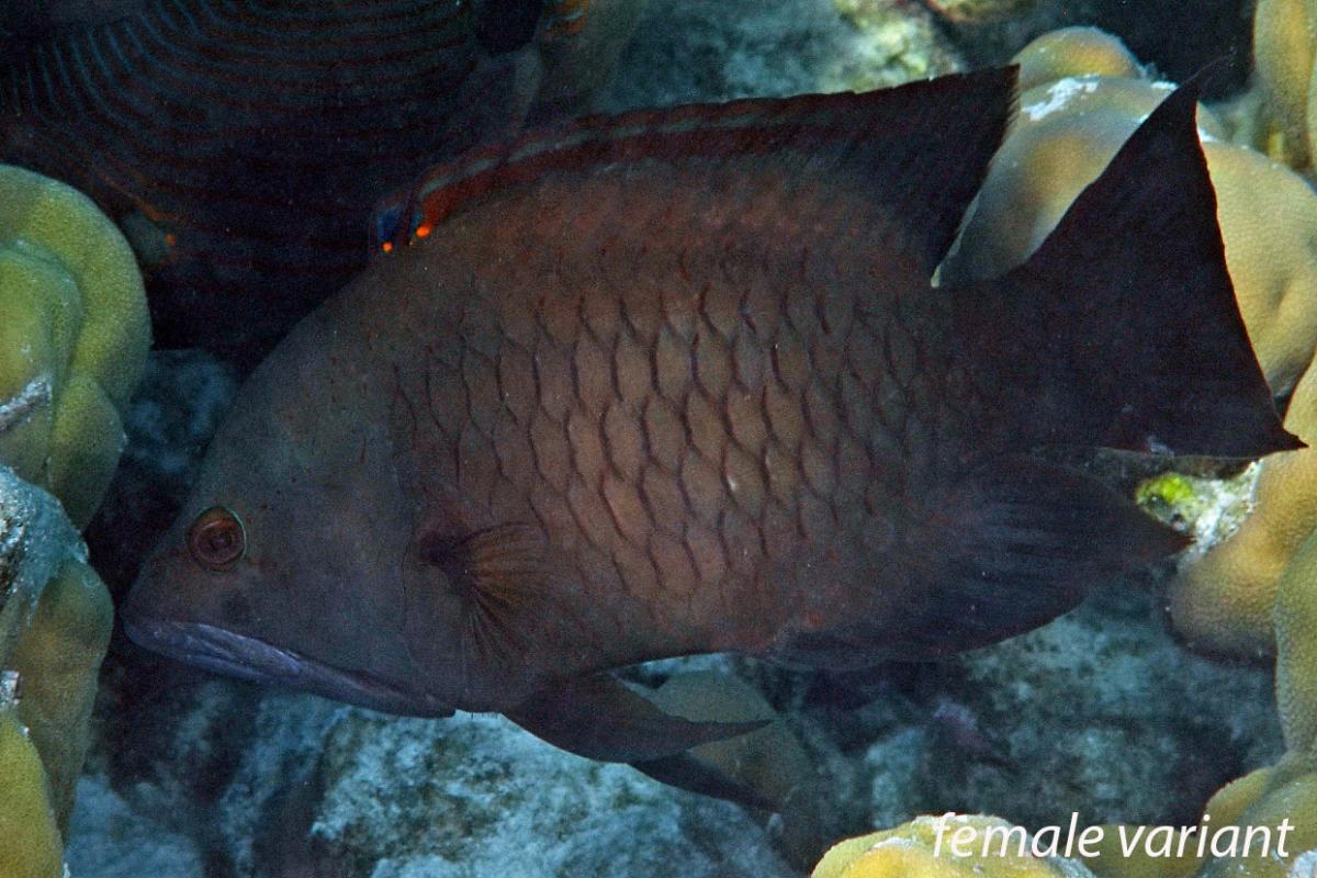 After the initial phase, the fish changes to brown.